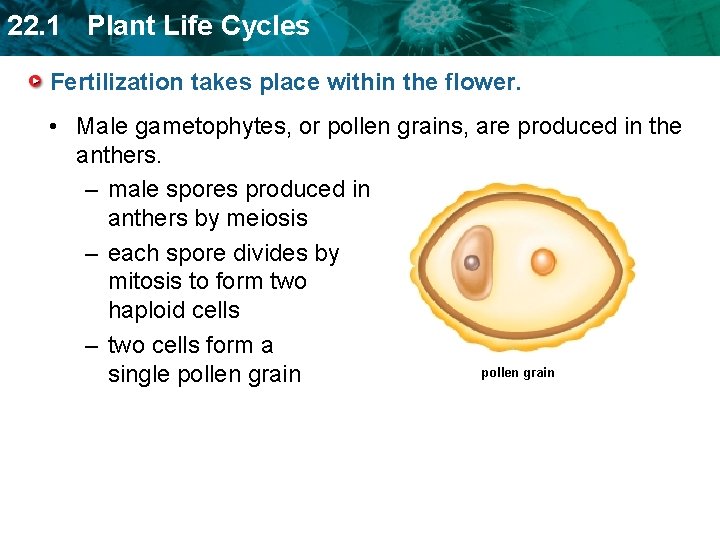 22. 1 Plant Life Cycles Fertilization takes place within the flower. • Male gametophytes,