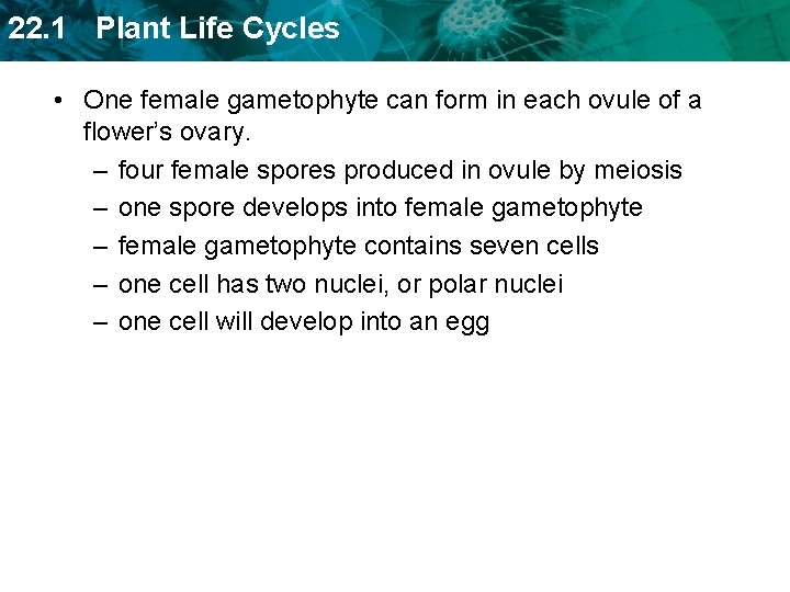 22. 1 Plant Life Cycles • One female gametophyte can form in each ovule