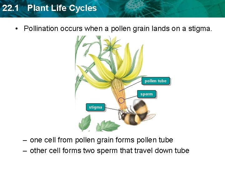 22. 1 Plant Life Cycles • Pollination occurs when a pollen grain lands on