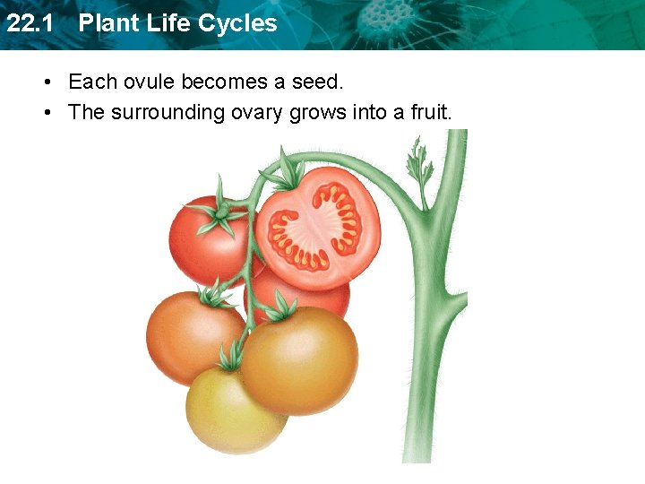 22. 1 Plant Life Cycles • Each ovule becomes a seed. • The surrounding