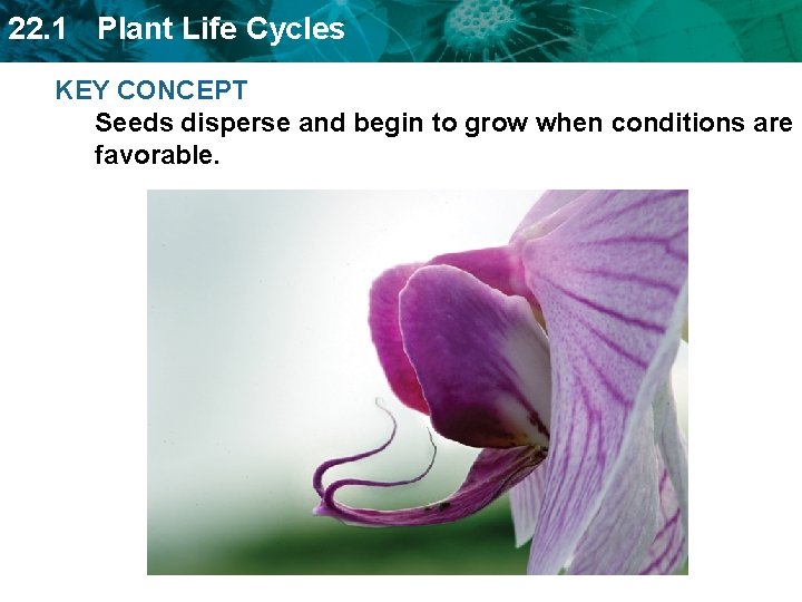 22. 1 Plant Life Cycles KEY CONCEPT Seeds disperse and begin to grow when