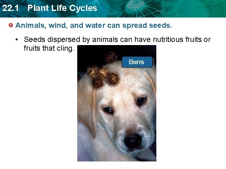 22. 1 Plant Life Cycles Animals, wind, and water can spread seeds. • Seeds