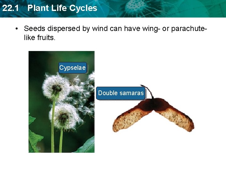 22. 1 Plant Life Cycles • Seeds dispersed by wind can have wing- or