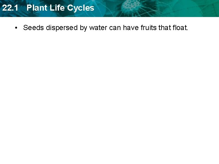 22. 1 Plant Life Cycles • Seeds dispersed by water can have fruits that