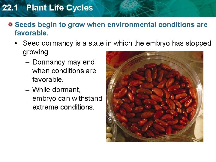 22. 1 Plant Life Cycles Seeds begin to grow when environmental conditions are favorable.