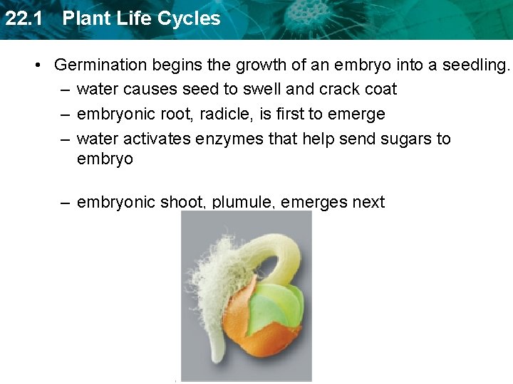 22. 1 Plant Life Cycles • Germination begins the growth of an embryo into