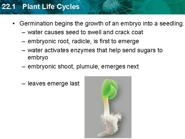 22. 1 Plant Life Cycles • Germination begins the growth of an embryo into