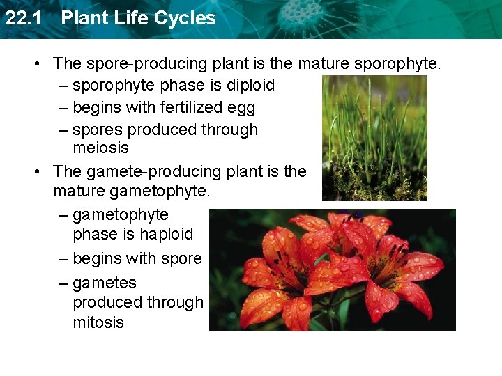 22. 1 Plant Life Cycles • The spore-producing plant is the mature sporophyte. –