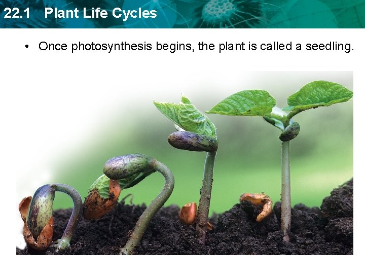 22. 1 Plant Life Cycles • Once photosynthesis begins, the plant is called a