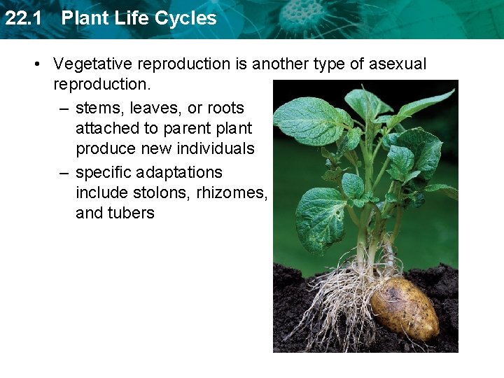 22. 1 Plant Life Cycles • Vegetative reproduction is another type of asexual reproduction.