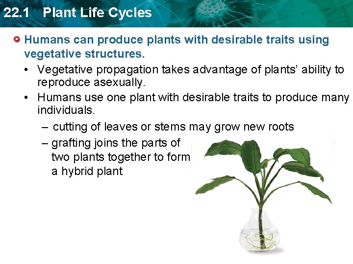 22. 1 Plant Life Cycles Humans can produce plants with desirable traits using vegetative