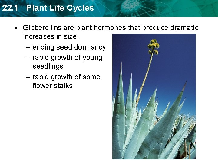 22. 1 Plant Life Cycles • Gibberellins are plant hormones that produce dramatic increases