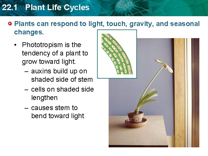 22. 1 Plant Life Cycles Plants can respond to light, touch, gravity, and seasonal