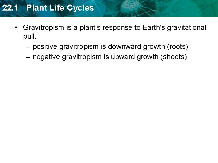 22. 1 Plant Life Cycles • Gravitropism is a plant’s response to Earth’s gravitational