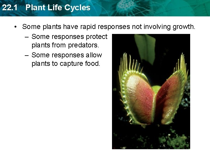 22. 1 Plant Life Cycles • Some plants have rapid responses not involving growth.