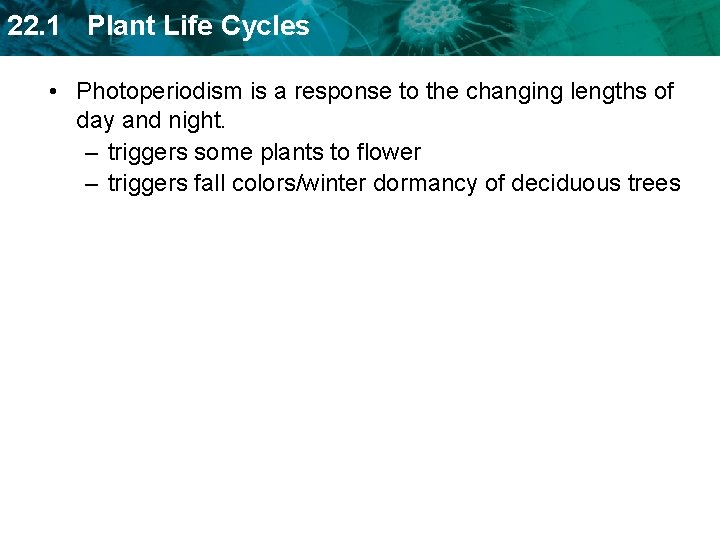22. 1 Plant Life Cycles • Photoperiodism is a response to the changing lengths
