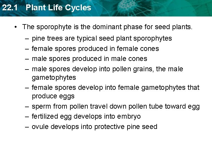 22. 1 Plant Life Cycles • The sporophyte is the dominant phase for seed