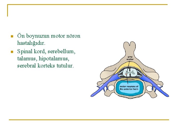 n n Ön boynuzun motor nöron hastalığıdır. Spinal kord, serebellum, talamus, hipotalamus, serebral korteks