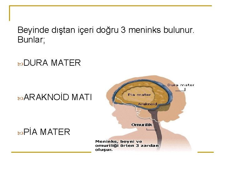 Beyinde dıştan içeri doğru 3 meninks bulunur. Bunlar; DURA MATER ARAKNOİD MATER PİA MATER