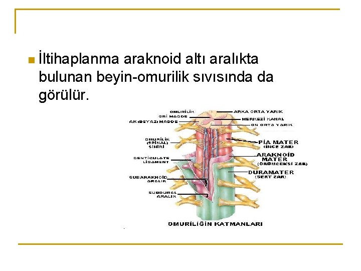 n İltihaplanma araknoid altı aralıkta bulunan beyin-omurilik sıvısında da görülür. 