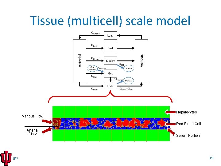 Tissue (multicell) scale model Hepatocytes Venous Flow Red Blood Cell Arterial Flow jps Serum