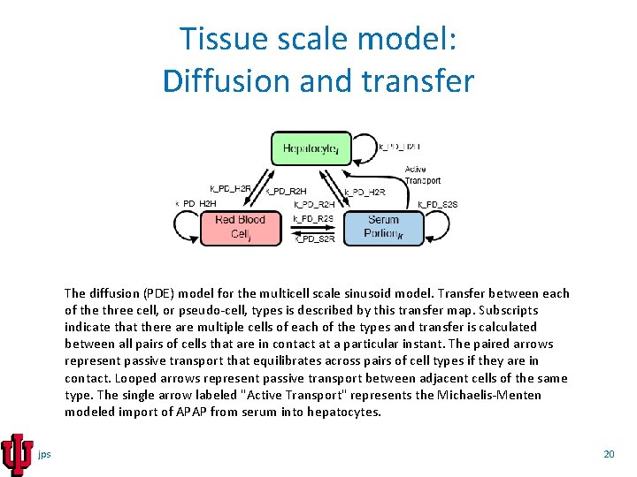 Tissue scale model: Diffusion and transfer The diffusion (PDE) model for the multicell scale