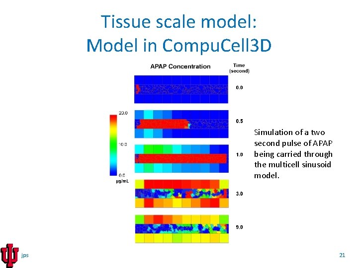 Tissue scale model: Model in Compu. Cell 3 D Simulation of a two second