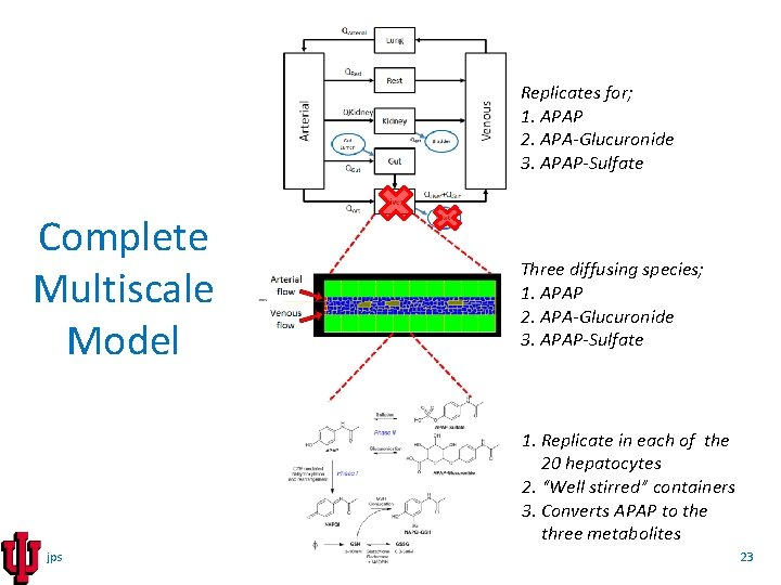 Replicates for; 1. APAP 2. APA-Glucuronide 3. APAP-Sulfate Complete Multiscale Model Three diffusing species;