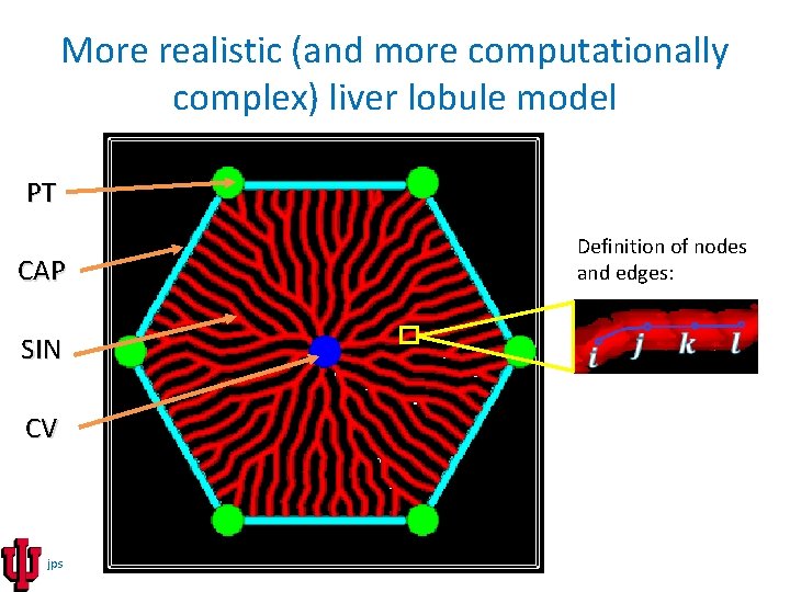 More realistic (and more computationally complex) liver lobule model PT Definition of nodes and