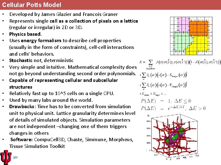 Cellular Potts Model • Developed by James Glazier and Francois Graner • Represents single