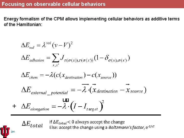 Focusing on observable cellular behaviors Energy formalism of the CPM allows implementing cellular behaviors