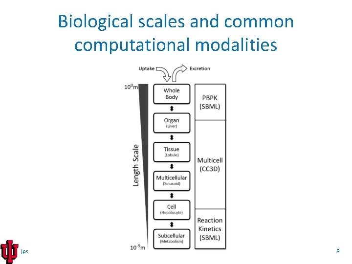 Biological scales and common computational modalities jps 8 
