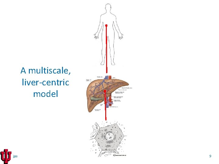 A multiscale, liver-centric model jps 9 