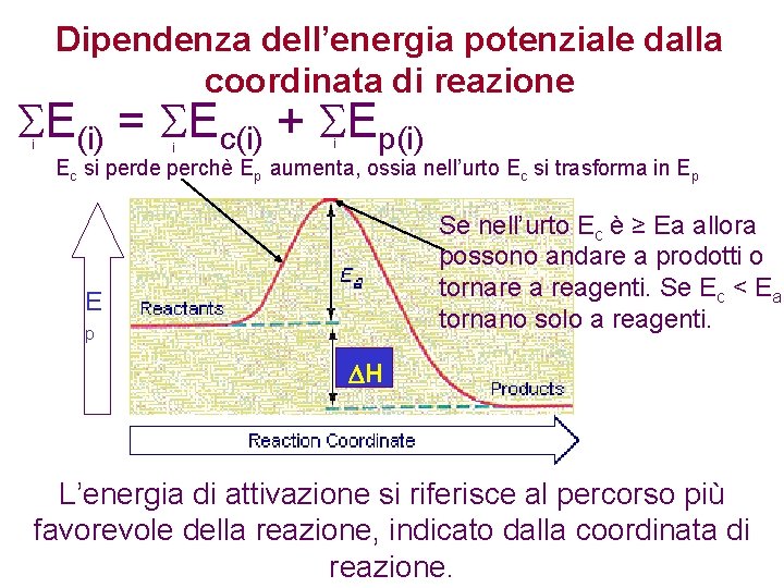 Dipendenza dell’energia potenziale dalla coordinata di reazione E(i) = Ec(i) + Ep(i) i i