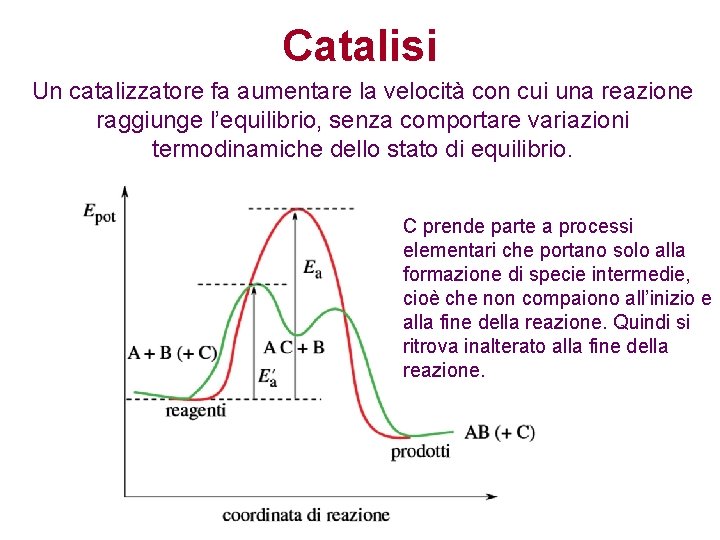 Catalisi Un catalizzatore fa aumentare la velocità con cui una reazione raggiunge l’equilibrio, senza