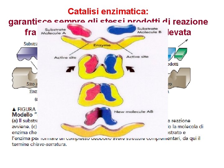 Catalisi enzimatica: garantisce sempre gli stessi prodotti di reazione fra i tanti possibili e