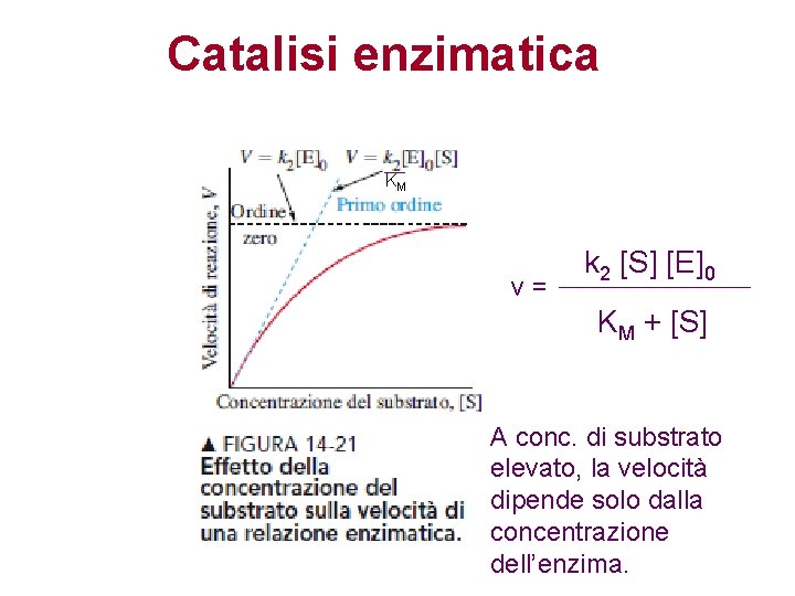 Catalisi enzimatica KM v= k 2 [S] [E]0 KM + [S] A conc. di