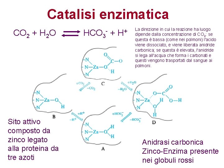Catalisi enzimatica CO 2 + H 2 O Sito attivo composto da zinco legato