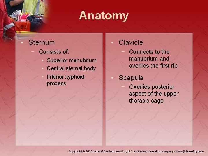 Anatomy • Sternum − Consists of: • Superior manubrium • Central sternal body •