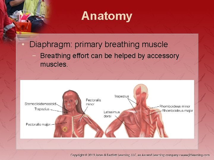 Anatomy • Diaphragm: primary breathing muscle − Breathing effort can be helped by accessory