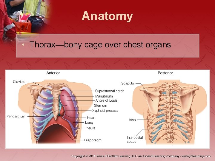 Anatomy • Thorax—bony cage over chest organs 