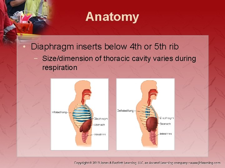 Anatomy • Diaphragm inserts below 4 th or 5 th rib − Size/dimension of