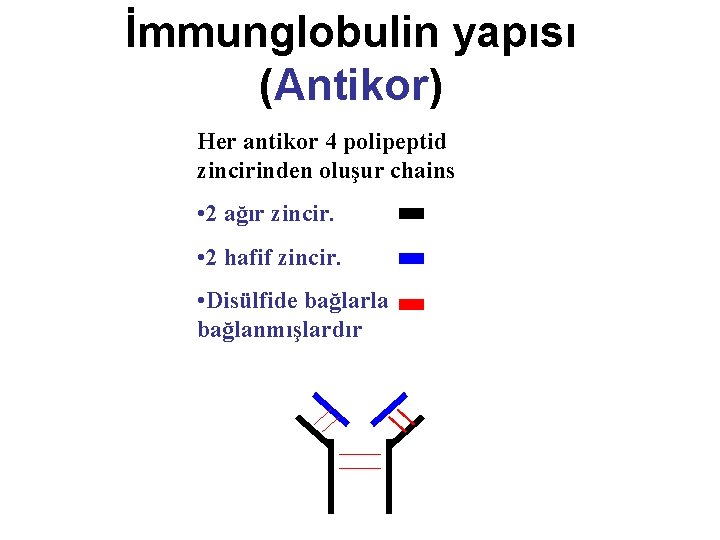 İmmunglobulin yapısı (Antikor) Her antikor 4 polipeptid zincirinden oluşur chains • 2 ağır zincir.
