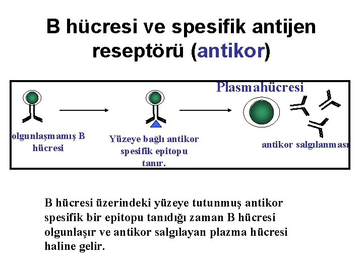B hücresi ve spesifik antijen reseptörü (antikor) Plasmahücresi olgunlaşmamış B hücresi Yüzeye bağlı antikor