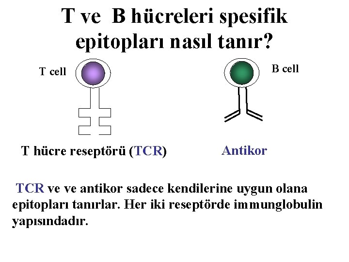 T ve B hücreleri spesifik epitopları nasıl tanır? B cell T hücre reseptörü (TCR)