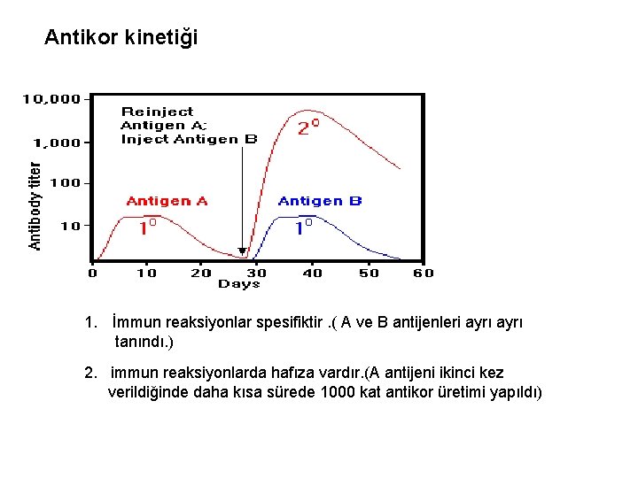 Antikor kinetiği 1. İmmun reaksiyonlar spesifiktir. ( A ve B antijenleri ayrı tanındı. )