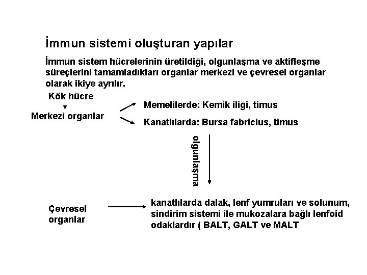 İmmun sistemi oluşturan yapılar İmmun sistem hücrelerinin üretildiği, olgunlaşma ve aktifleşme süreçlerini tamamladıkları organlar