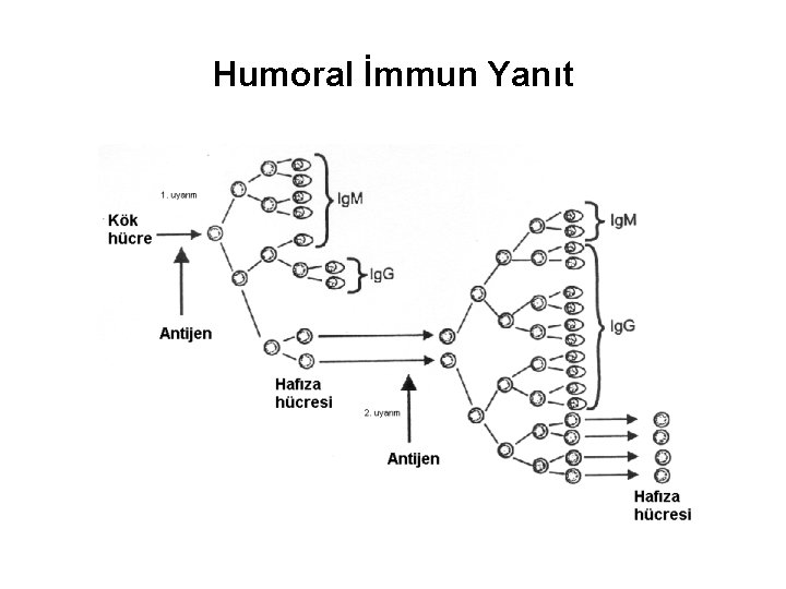 Humoral İmmun Yanıt 