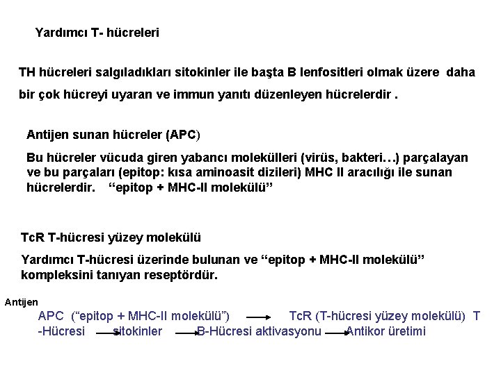 Yardımcı T- hücreleri TH hücreleri salgıladıkları sitokinler ile başta B lenfositleri olmak üzere daha