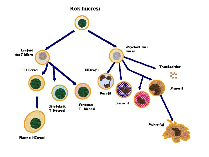 Kök hücresi Miyeloid öncü hücre Lenfoid öncü hücre B Hücresi Trombositler Nötrofil Monosit Bazofil